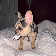 Shiloh Faith is registered to the contest to win money with this photo: animal, bedroom, black, blanket, brown, collar, cute, dog, ear, french_bulldog, fur, indoor, paper, pet, puppy, remote_control, small, tag, toy, white