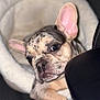 animal, black, close_up, companion, couch, cozy, curious, dog, ears, face, french_bulldog, fur, indoor, looking, pet_bed, portrait, puppy, relaxing, speckled_coat, white