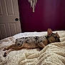 Shiloh Faith is registered to the contest to win money with this photo: animal, bed, blanket, canine, collar, cozy, dog, domestic, ears, fluffy, fur, furniture, indoor, macrame, pet, purple_wall, relaxed, resting, sideways_gaze, spotted