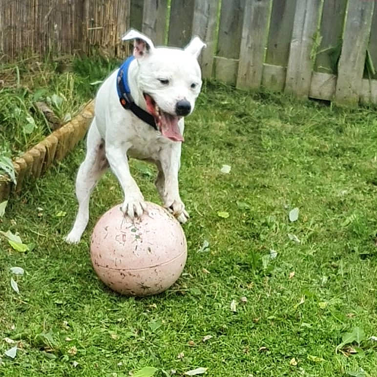 Judo joined the competition — help win amazing prizes! ball, canidae, carnivore, companion_dog, dog, dog_breed, dog_collar, dog_supply, fence, grass, home_fencing, plant, snout, sporting_group, sports_equipment, sports_toy, tail, terrestrial_animal, working_animal, yard