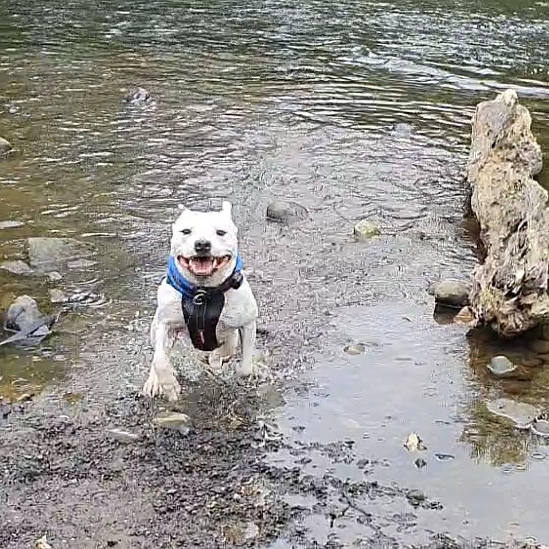 Judo is registered to the contest to win money with this photo: canidae, carnivore, collar, companion_dog, dog, dog_breed, dog_collar, dog_supply, fawn, grass, lake, leash, personal_protective_equipment, pet_supply, recreation, soil, sporting_group, tail, water, working_animal