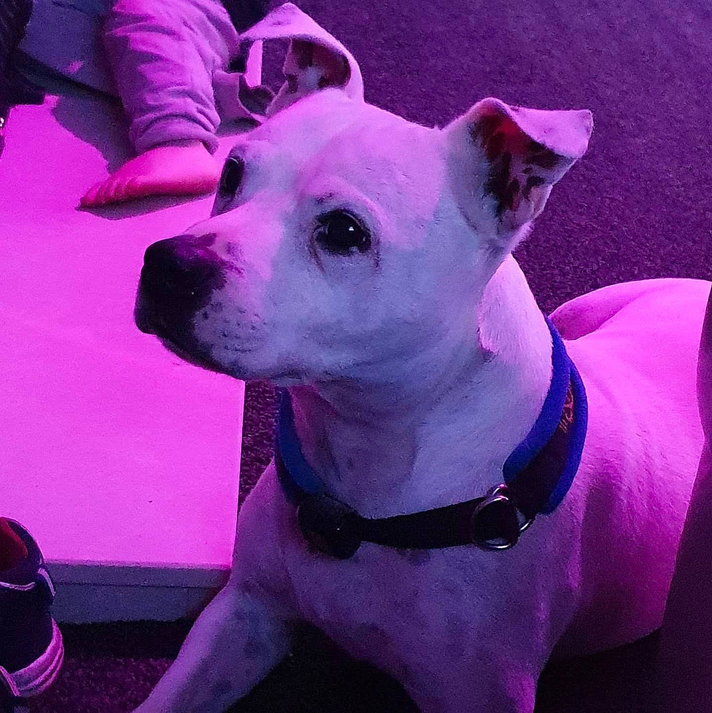 Judo joined the competition — help win amazing prizes! canidae, carnivore, collar, companion_dog, dog, dog_breed, dog_collar, eye, fashion_accessory, fawn, hat, leash, magenta, pet_supply, pink, purple, snout, sporting_group, whiskers, working_animal