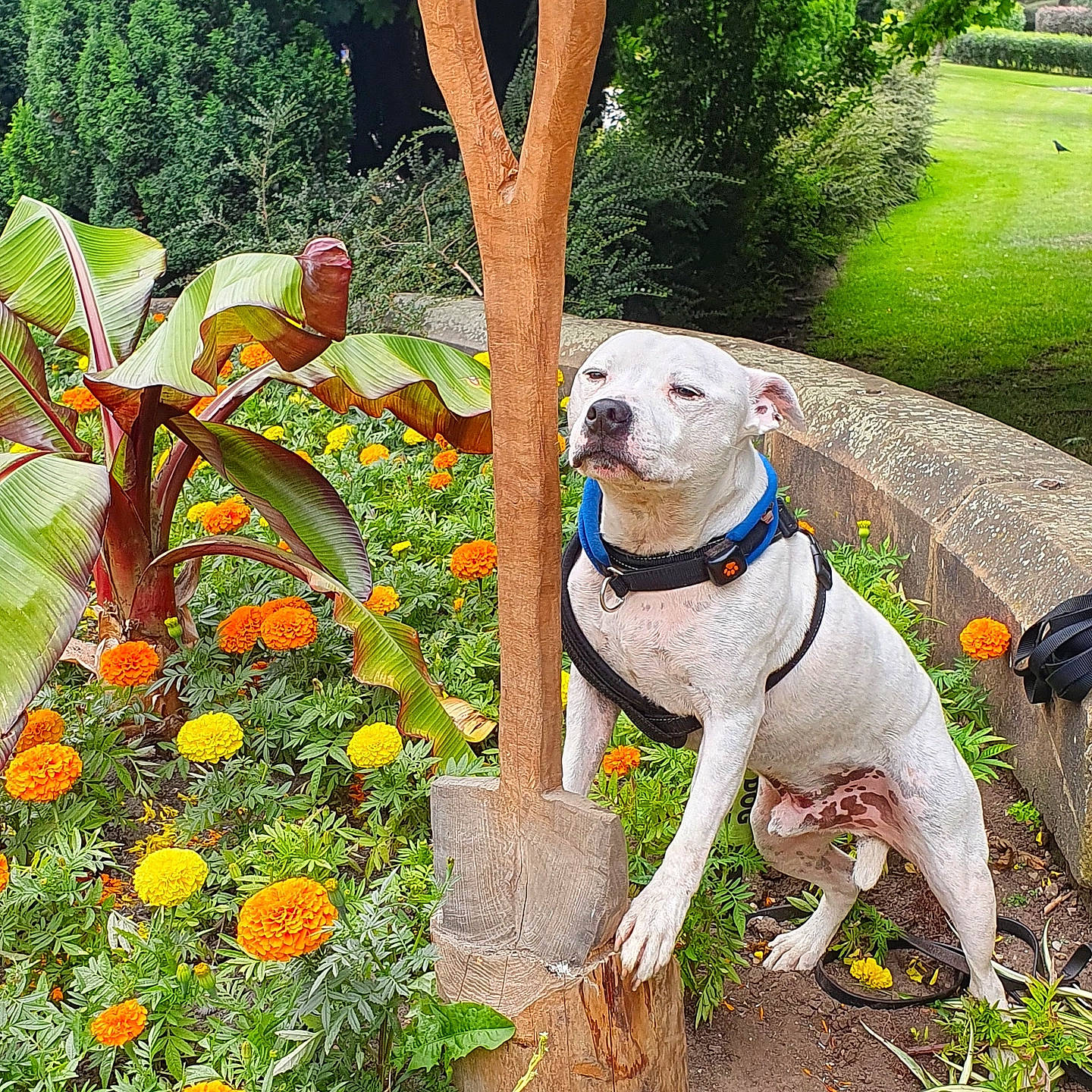 Judo joined the competition — help win amazing prizes! carnivore, collar, companion_dog, dog, dog_breed, dog_collar, fawn, flower, garden, grass, green, groundcover, lawn_ornament, leash, pet_supply, plant, shrub, tail, tree, working_animal