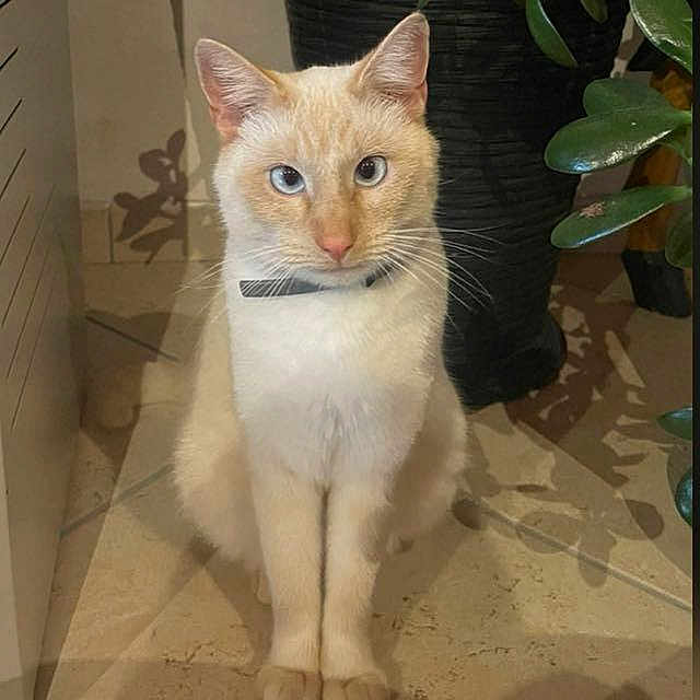 Saïko