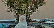 Saïko participe au concours pour gagner de l'argent avec cette photo : animal, blue_eyes, calm, cat, daylight, feline, flowering_bush, garden, ground, nature, outdoor, pet, pink_flowers, plant, rocks, shrub, sitting, wall, white_cat, window