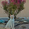 Saïko participe au concours pour gagner de l'argent avec cette photo : cat, white_cat, blue_eyes, flowering_bush, pink_flowers, garden, rocks, outdoor, plant, nature, wall, window, sitting, animal, pet, feline, daylight, ground, shrub, calm