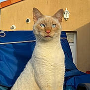 Saïko participe au concours pour gagner de l'argent avec cette photo : cat, cream_colored, blue_eyes, outdoor, chair, blue_chair, wall, sky, pet, animal, tongue_out, sunlight, whiskers, ears, feline, domestic_cat, sitting, portrait, house, lamp