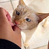 Saïko participe au concours pour gagner de l'argent avec cette photo : cat, hand, person, blue_eyes, cream_colored_cat, nibbling, interaction, tiled_floor, curious, pet, animal, domestic_cat, indoor, close_up, feline, whiskers, ears, paw, human, gentle