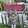 Vegapunk a rejoint le concours — aidez-le/la à gagner de superbes lots ! cat, fluffy, gray, grass, garden, planter, metal, ball, outdoor, greenery, pet, animal, feline, sitting, nature, backyard, plant, calm, portrait, closeup