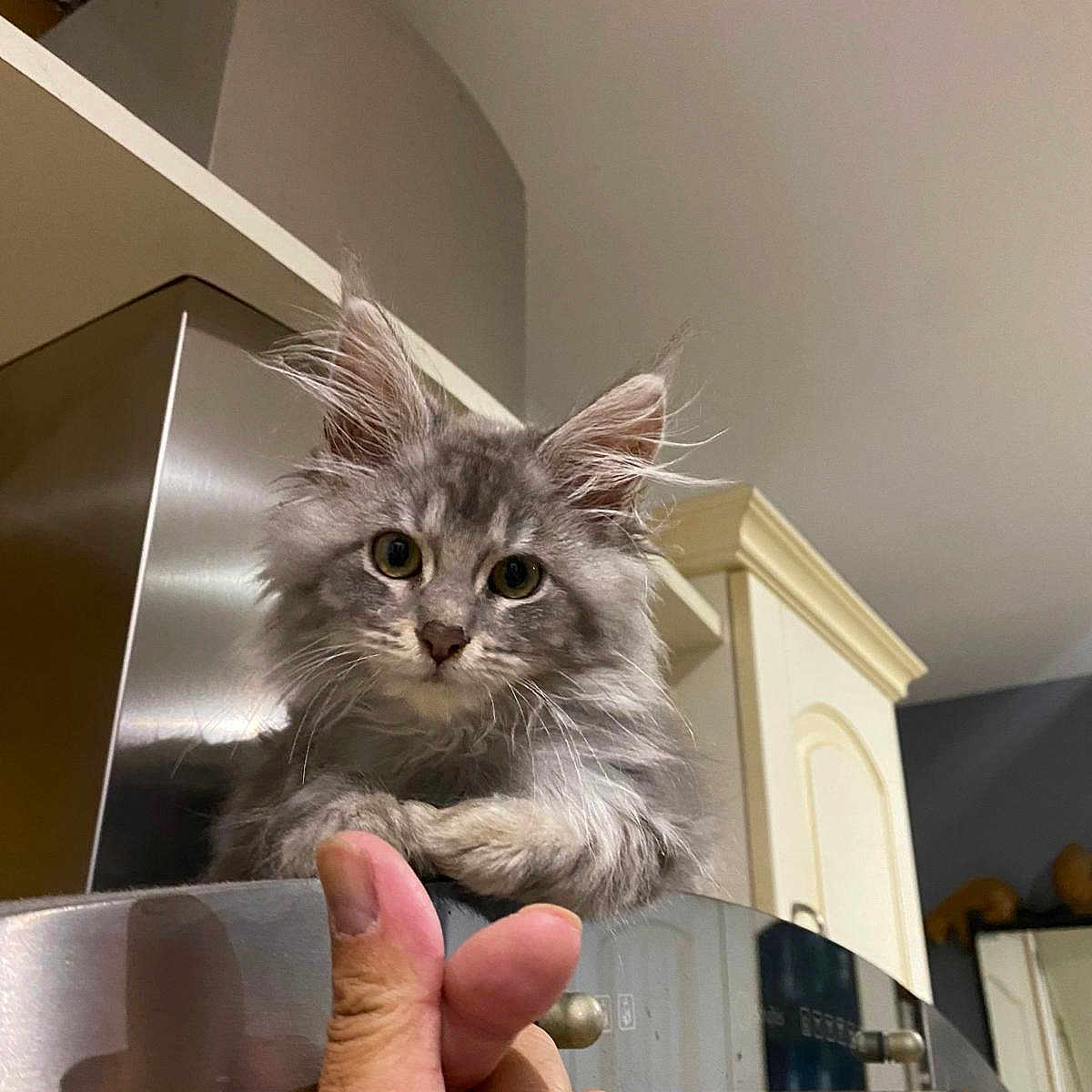 Vegapunk participe au concours pour gagner de l'argent avec cette photo : kitten, cat, hand, finger_gesture, kitchen, shelf, gray_cat, curious, indoor, pet, feline, cute, young_cat, domestic_animal, mammal, fur, whiskers, face, eyes, paws