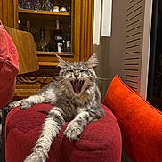 Vegapunk participe au concours pour gagner de l'argent avec cette photo : cat, gray_cat, yawning, feline, pet, indoor, red_ottoman, orange_cushion, wooden_cabinet, glassware, bottles, relaxed, stretching, fur, whiskers, claws, domestic_animal, living_room, furniture, cozy