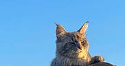 Vegapunk a rejoint le concours — aidez-le/la à gagner de superbes lots ! cat, animal, pet, outdoor, sky, rooftop, tile, sunlight, fur, mammal, whiskers, ears, relaxing, daylight, nature, cute, fluffy, looking_away, alone, peaceful