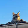 cat, animal, pet, outdoor, sky, rooftop, tile, sunlight, fur, mammal, whiskers, ears, relaxing, daylight, nature, cute, fluffy, looking_away, alone, peaceful