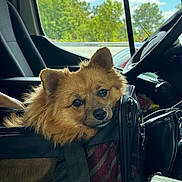 Zazou participe au concours pour gagner de l'argent avec cette photo : dog, pet, carrier_bag, car_interior, window, trees, sky, seat, seatbelt, leather_bag, curious, fluffy, golden_brown, vehicle, daylight, travel, side_view, resting, animal, companion
