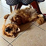Zazou participe au concours pour gagner de l'argent avec cette photo : dog, fluffy, lying_down, upside_down, floor, tile_floor, table, tablecloth, brown_dog, pet, domestic_animal, relaxed, indoor, fur, cute, paw, tail, animal, resting, canine