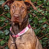 Sheva a rejoint le concours — aidez-le/la à gagner de superbes lots ! alert, animal, brown_dog, canine, collar, dog, domestic_animal, ears, eyes, fur, green_leaves, lattice, leafy_background, mammal, nature, outdoor, pet, pink_collar, portrait, sitting