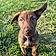 Sheva