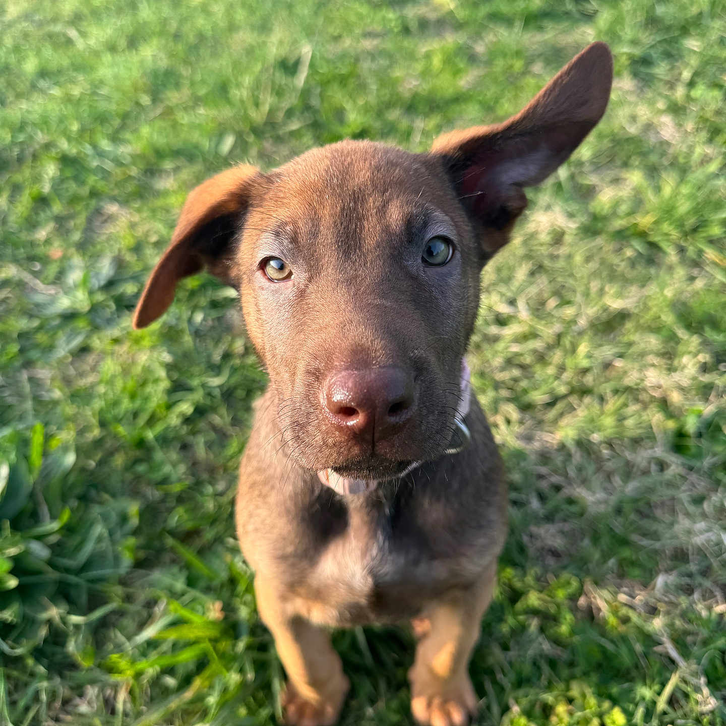 Sheva