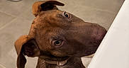 Sheva a rejoint le concours — aidez-le/la à gagner de superbes lots ! animal, brown, canine, close_up, collar, companion, curious, dog, domestic, ears, floor, head_tilt, indoor, looking_up, muzzle, pet, room, snout, tile, waiting
