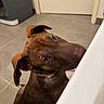Sheva a rejoint le concours — aidez-le/la à gagner de superbes lots ! dog, brown, pet, indoor, curious, head_tilt, floor, tile, collar, canine, animal, snout, ears, looking_up, close_up, domestic, companion, muzzle, waiting, room