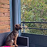 Sheva a rejoint le concours — aidez-le/la à gagner de superbes lots ! dog, brown_dog, sitting, sofa, outdoor_furniture, balcony, wooden_wall, metal_railing, greenery, plants, nature, cushion, pink_cushion, pet, canine, daylight, relaxed, quiet, portrait, domestic_animal