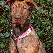 Sheva a rejoint le concours — aidez-le/la à gagner de superbes lots ! dog, canine, pet, brown_dog, collar, pink_collar, portrait, outdoor, green_leaves, lattice, fur, ears, animal, mammal, looking_at_camera, close_up, sitting, alert, nature, background
