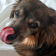 Spirou participe au concours pour gagner de l'argent avec cette photo : animal, bodypart, canine, cockerspaniel, collie, couch, dog, furniture, goldenretriever, hound, mouth, papillon, person, pet, puppy, snout, sphere, teeth, terrier, tongue