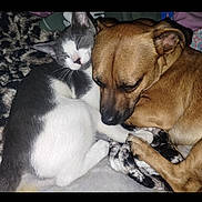 Mingo joined the competition — help win amazing prizes! cat, dog, sleeping, snuggling, blanket, cozy, pets, fur, friendship, resting, animal, cute, companion, indoors, soft, relaxed, cute_animals, warm, comfort, nap