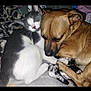 cat, dog, sleeping, snuggling, blanket, cozy, pets, fur, friendship, resting, animal, cute, companion, indoors, soft, relaxed, cute_animals, warm, comfort, nap