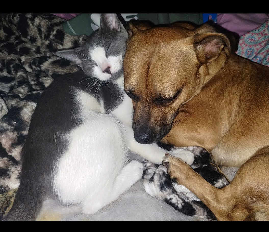 Mingo joined the competition — help win amazing prizes! cat, dog, sleeping, snuggling, blanket, cozy, pets, fur, friendship, resting, animal, cute, companion, indoors, soft, relaxed, cute_animals, warm, comfort, nap