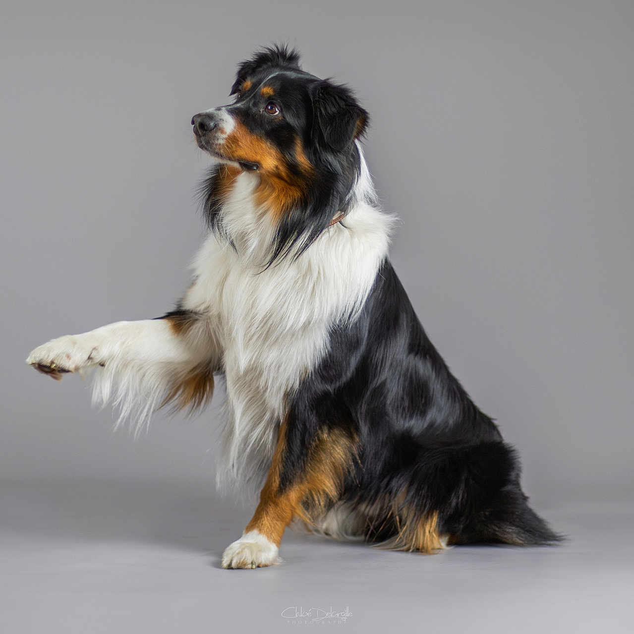 Tryo a rejoint le concours — aidez-le/la à gagner de superbes lots ! animal, australian_shepherd, black, brown, canine, cute, dog, fluffy, fur, indoor, isolated, looking_up, obedient, paw_raised, pet, portrait, sitting, studio, tricolor, white