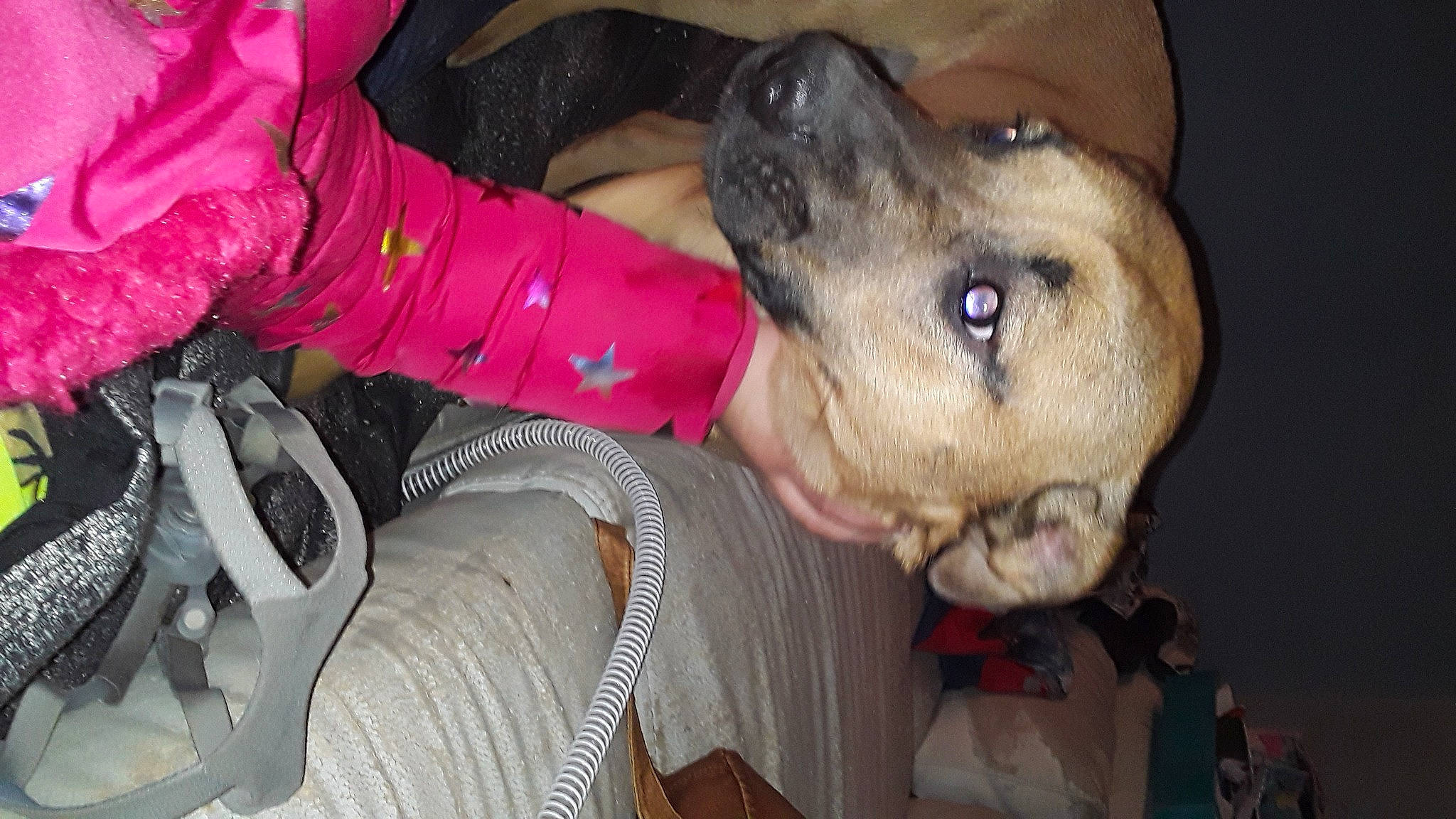 Remi Ma is registered to the contest to win money with this photo: canidae, carnivore, collar, companion_dog, dog, dog_breed, dog_collar, fashion_accessory, fawn, fur, guard_dog, leash, non_sporting_group, personal_protective_equipment, selfie, snout, sporting_group, working_animal, working_dog, wrinkle