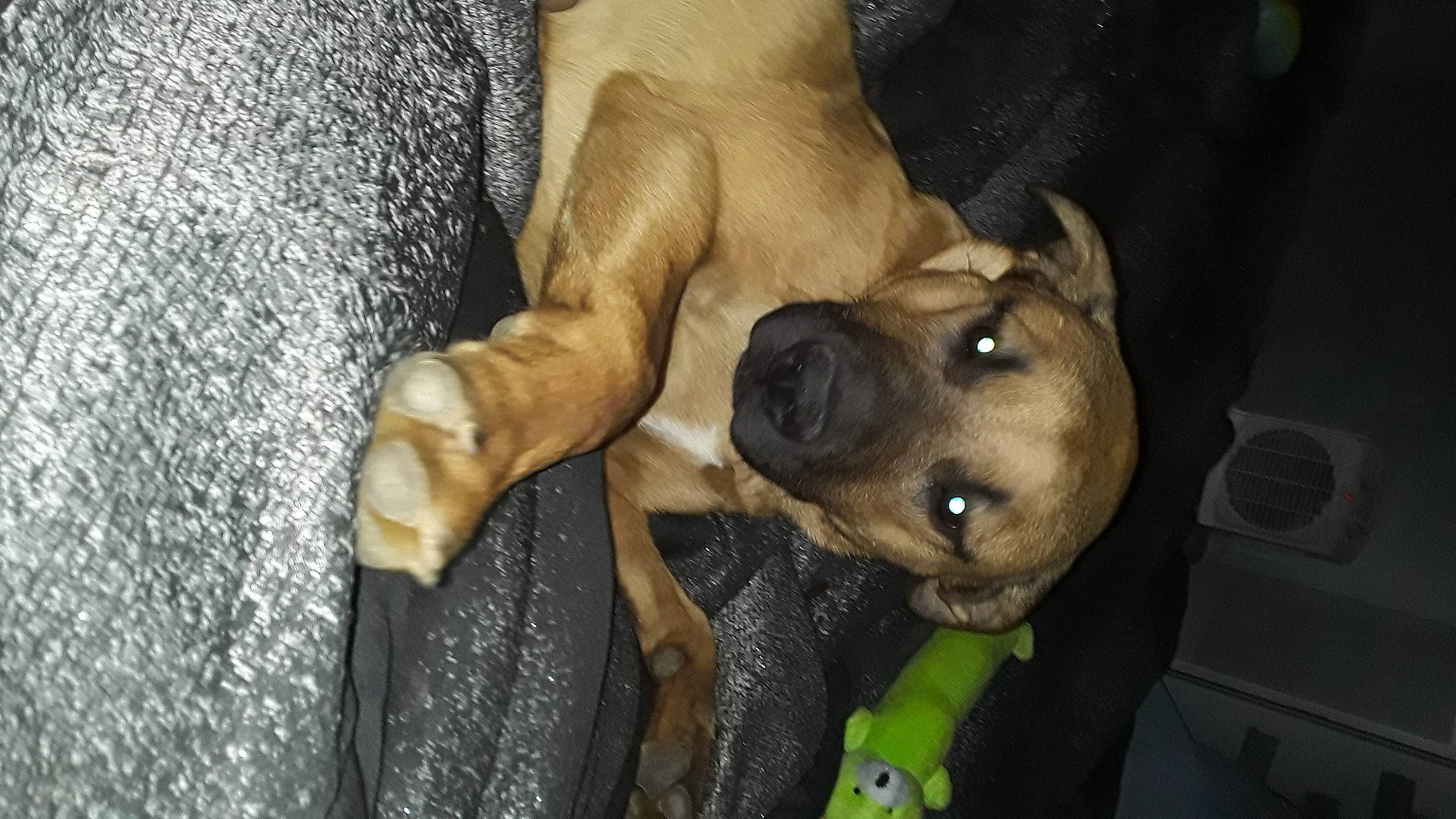 Remi Ma joined the competition — help win amazing prizes! canidae, carnivore, collar, companion_dog, dog, dog_breed, dog_collar, fawn, fur, guard_dog, molosser, non_sporting_group, puppy, snout, sporting_group, terrestrial_animal, whiskers, working_animal, working_dog, wrinkle