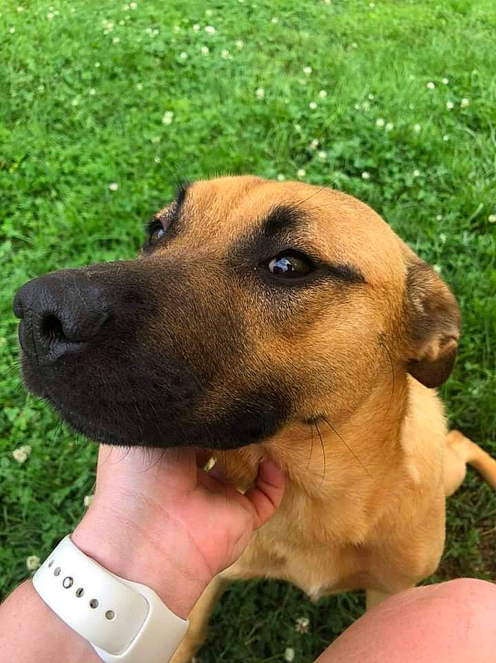 Remi Ma is registered to the contest to win money with this photo: canidae, carnivore, clock, collar, companion_dog, dog, dog_breed, fashion_accessory, fawn, grass, hound, hunting_dog, liver, puppy, sporting_group, watch, whiskers, working_animal, working_dog, wrist