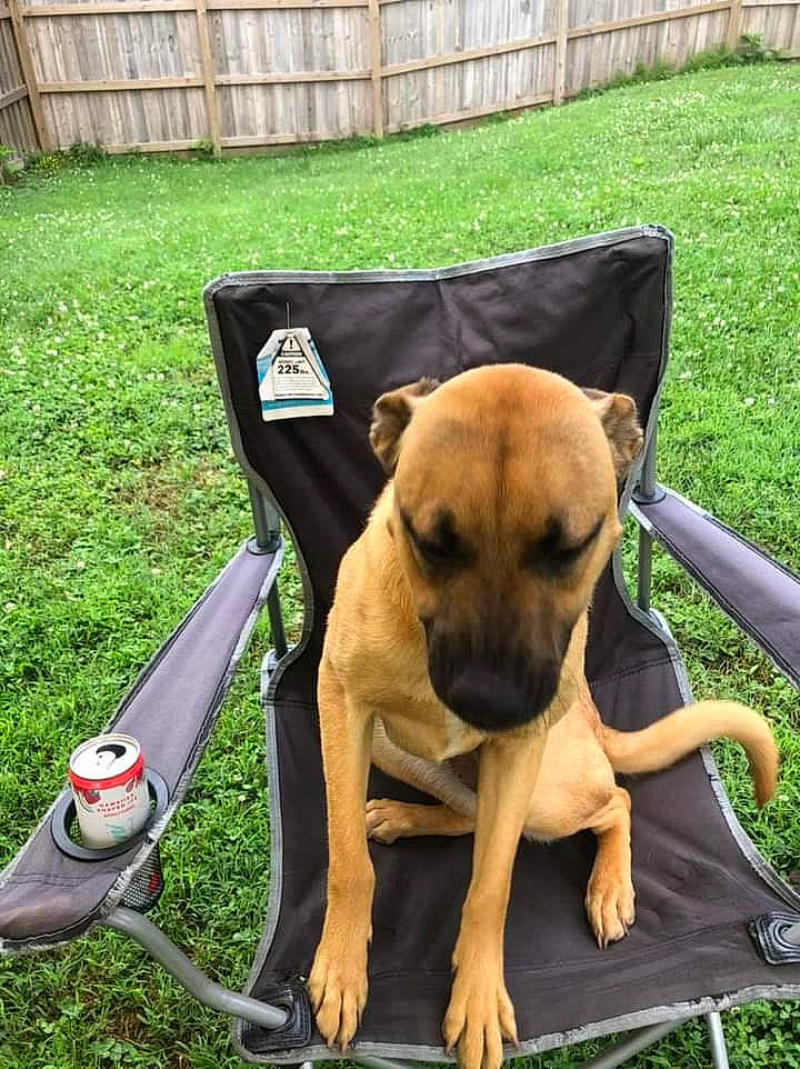 Remi Ma joined the competition — help win amazing prizes! bicycle_handlebar, canidae, carnivore, chair, collar, companion_dog, dog, dog_breed, dog_collar, dog_supply, fawn, grass, outdoor_furniture, pet_supply, plant, sporting_group, tool, toy_dog, working_animal, working_dog