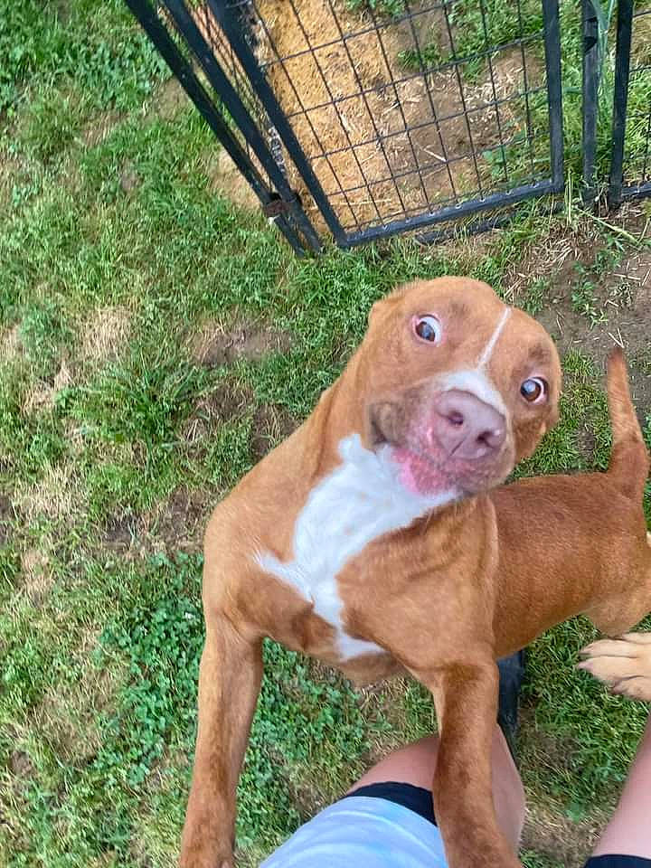 Akira Jo joined the competition — help win amazing prizes! canidae, carnivore, companion_dog, dog, dog_breed, dog_supply, fawn, fence, grass, hound, hunting_dog, liver, non_sporting_group, pet_supply, plant, snout, sporting_group, t_shirt, terrestrial_animal, working_animal