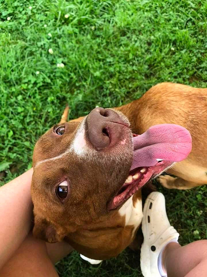 Akira Jo joined the competition — help win amazing prizes! canidae, carnivore, collar, companion_dog, dog, dog_breed, dog_collar, ear, fashion_accessory, fawn, gesture, grass, liver, plant, pointing_breed, selfie, snout, sporting_group, whiskers, working_animal