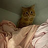Garfield is registered to the contest to win money with this photo: animal, bed, bedding, bedroom, blanket, cat, cozy, ears, feline, fluffy, green_wall, home, indoors, long_hair, orange_cat, pet, portrait, sitting, warm_lighting, whiskers