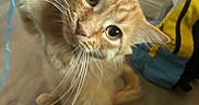 Garfield is registered to the contest to win money with this photo: animal, blue_ribbon, cat, clothing, curious, ears, feline, floor, fur, ginger_cat, home, indoors, long_hair, orange_cat, pet, portrait, ribbons, round_eyes, sitting, whiskers