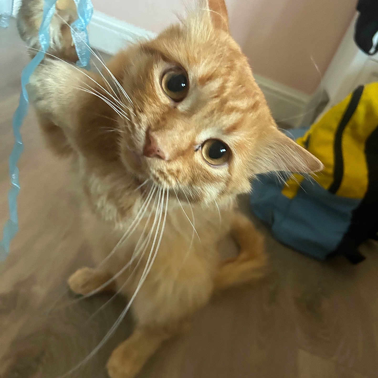 Garfield is registered to the contest to win money with this photo: animal, blue_ribbon, cat, clothing, curious, ears, feline, floor, fur, ginger_cat, home, indoors, long_hair, orange_cat, pet, portrait, ribbons, round_eyes, sitting, whiskers