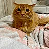 Garfield joined the competition — help win amazing prizes! animal, bed, bedroom, blanket, cat, close_up, cozy, cute, feline, fluffy, ginger_cat, green_eyes, indoors, long_hair, lying_down, orange_fur, pet, portrait, relaxed, whiskers