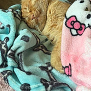 Garfield is registered to the contest to win money with this photo: blanket, cat, closed_eyes, cozy, curled_up, cute, feline, fur, hello_kitty, indoors, nap, orange_cat, pet, pink, plush_blanket, portrait, sleeping, soft_texture, turquoise, whiskers