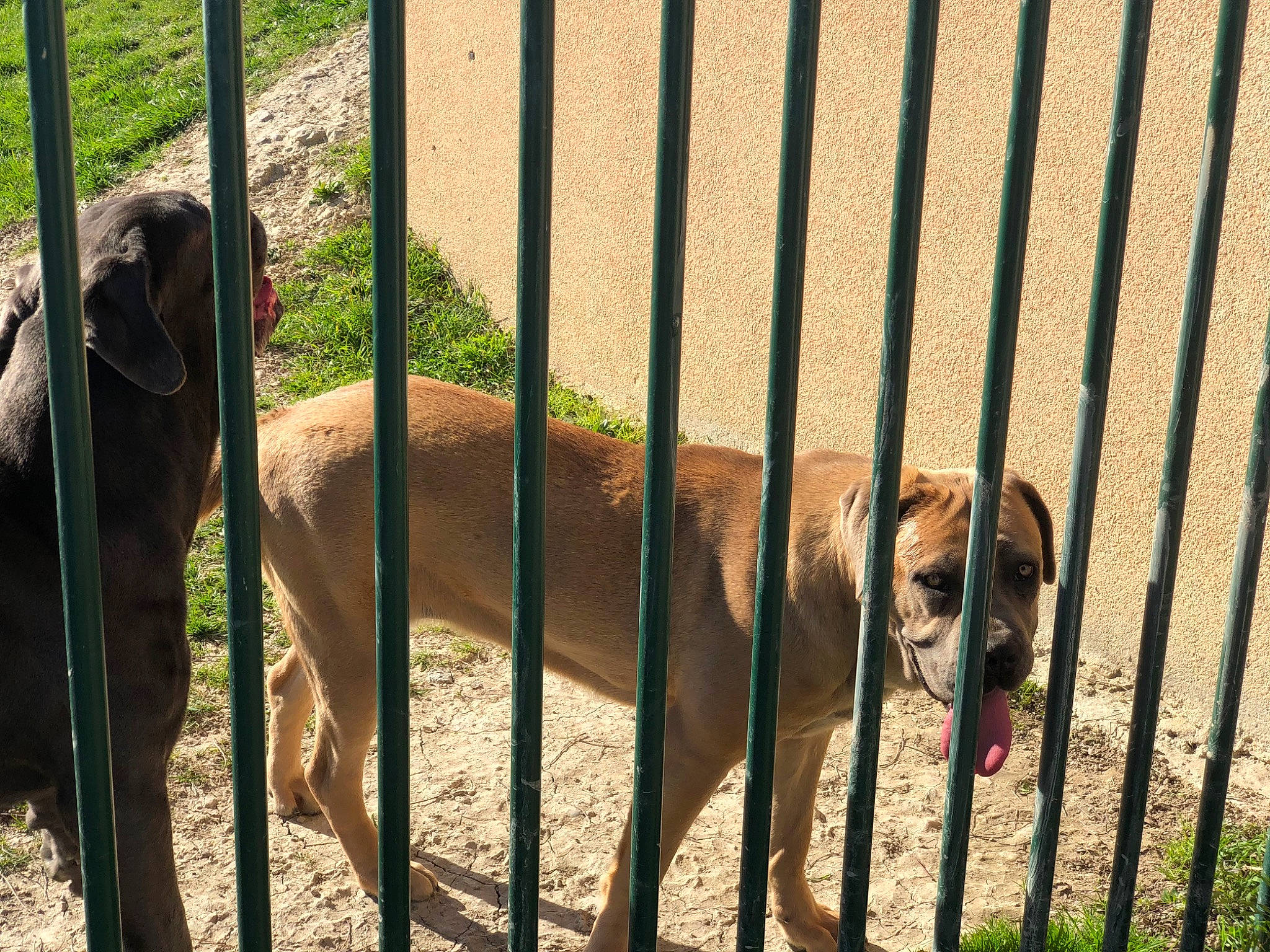 Ohana participe au concours pour gagner de l'argent avec cette photo : animal_shelter, canidae, carnivore, dog_breed, fawn, fence, sporting_group, zoo