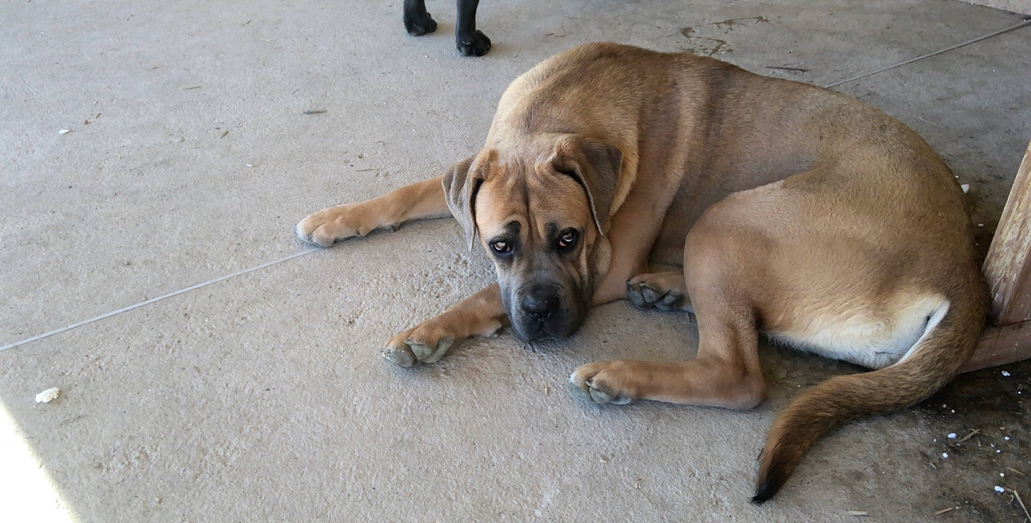 Ohana participe au concours pour gagner de l'argent avec cette photo : black_mouth_cur, boerboel, bullmastiff, canidae, carnivore, companion_dog, dog, dog_breed, english_mastiff, fawn, guard_dog, mammal, perro_de_presa_mallorquin, rare_breed_dog, snout, street_dog, vertebrate, working_dog