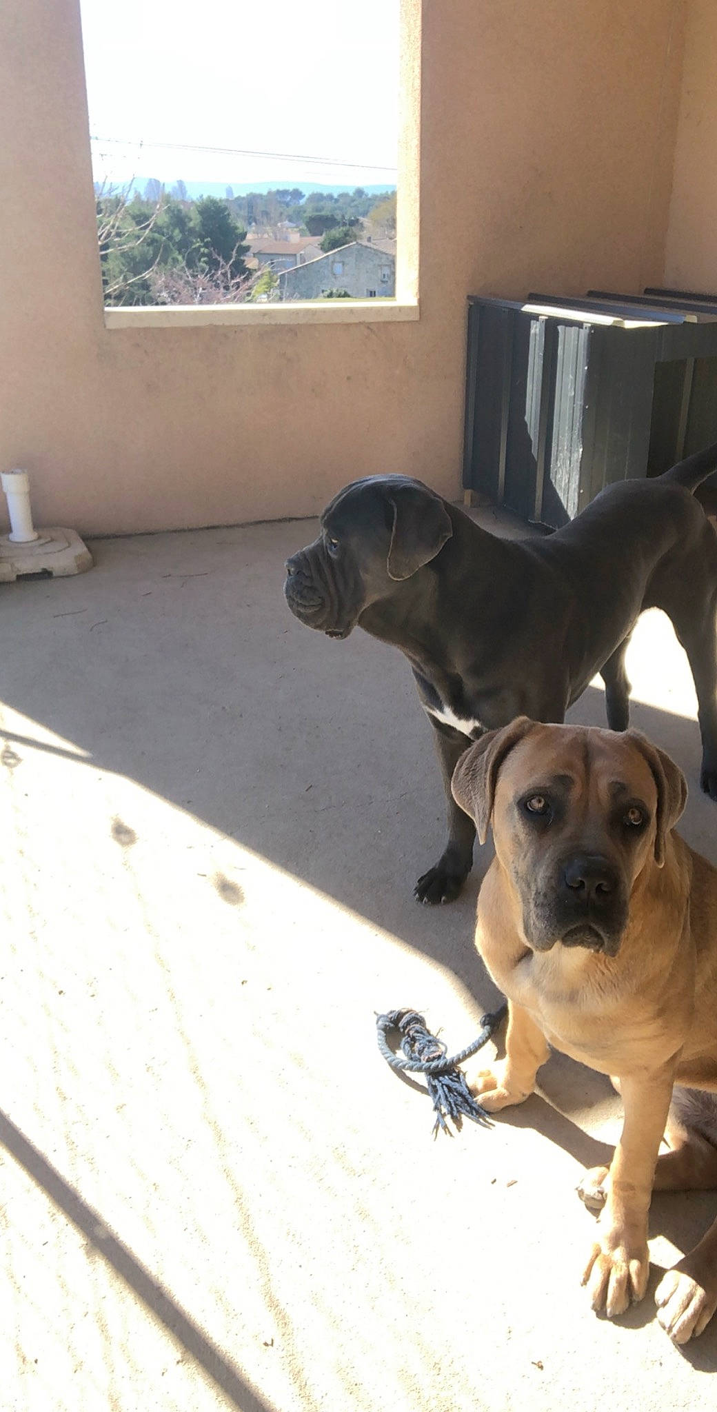 Ohana a rejoint le concours — aidez-le/la à gagner de superbes lots ! bandog, boerboel, bullmastiff, cane_corso, canidae, carnivore, dog, dog_breed, english_mastiff, fawn, fila_brasileiro, guard_dog, korean_mastiff, mammal, molosser, non_sporting_group, perro_de_presa_canario, snout, vertebrate, working_dog