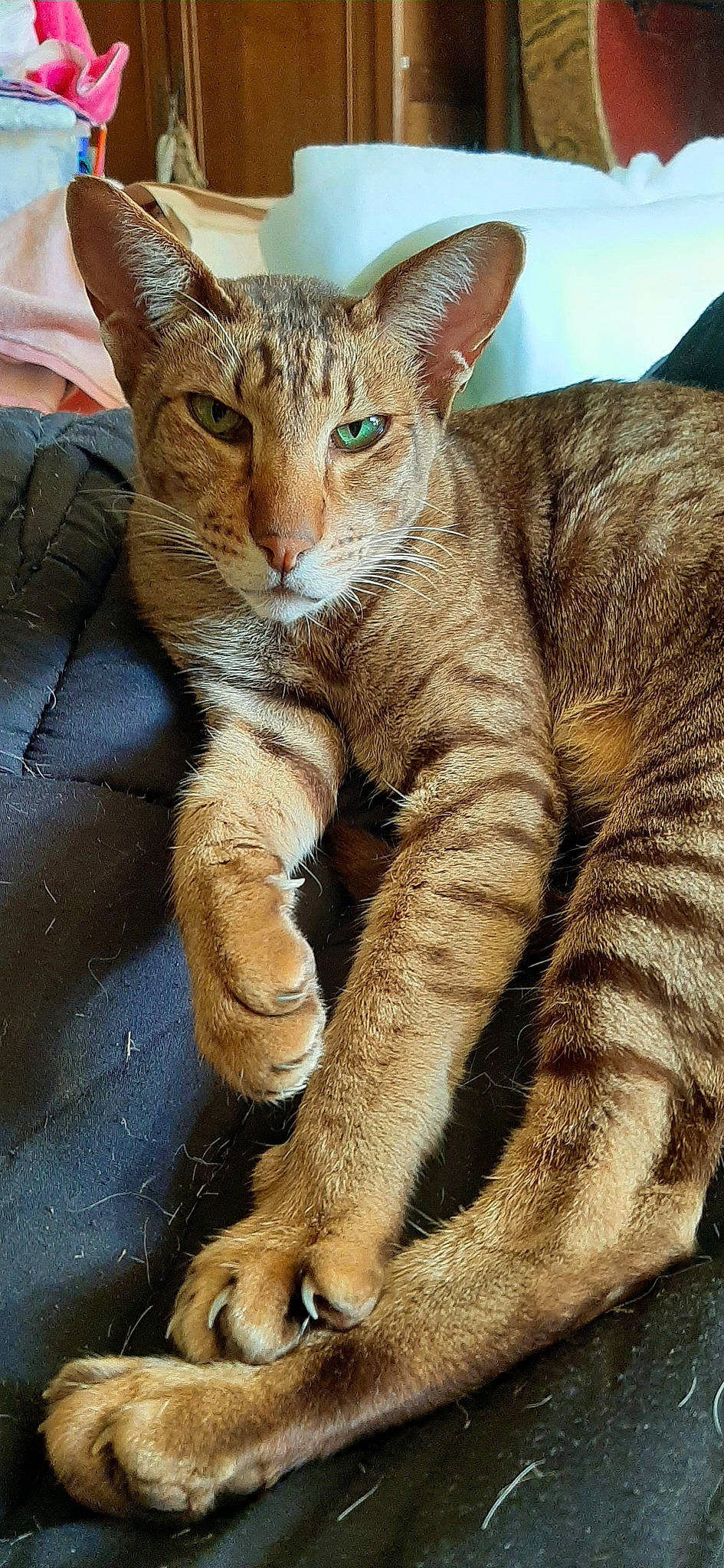 Kinou participe au concours pour gagner de l'argent avec cette photo : carnivore, cat, claw, domestic_short_haired_cat, eye, fawn, felidae, foot, fur, paw, sitting, sky, small_to_medium_sized_cats, snout, tail, terrestrial_animal, whiskers, wildlife