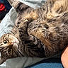 animal, bed, blanket, cat, closeup, cozy, cute, domestic, feline, fur, green_eyes, indoor, paw, pet, relaxed, sleepy, soft, stretching, tabby, whiskers