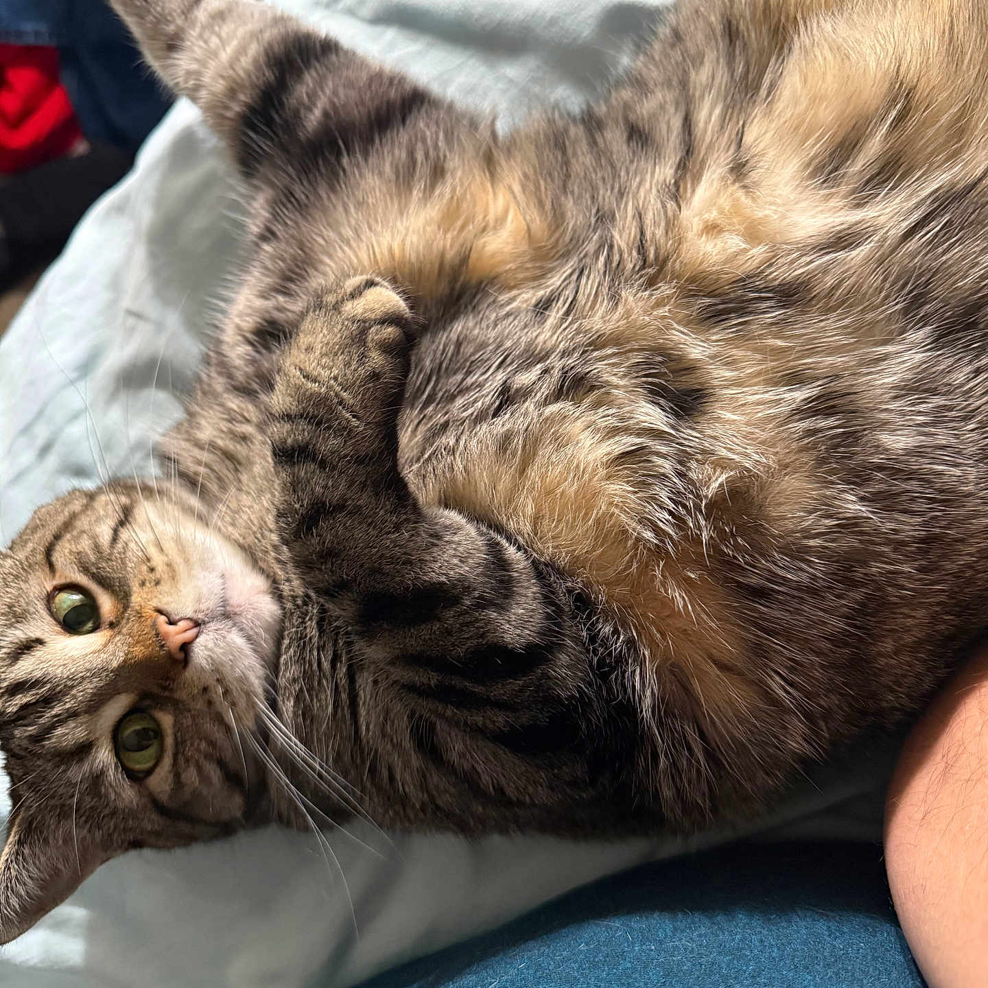 Cupcake is registered to the contest to win money with this photo: animal, bed, blanket, cat, closeup, cozy, cute, domestic, feline, fur, green_eyes, indoor, paw, pet, relaxed, sleepy, soft, stretching, tabby, whiskers