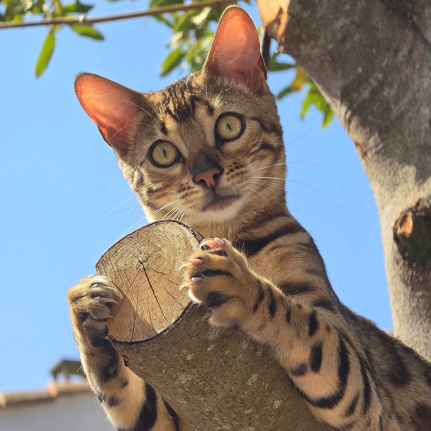 Bella a rejoint le concours — aidez-le/la à gagner de superbes lots ! abyssinian, animal, cat, egyptiancat, kitten, manx, monkey, ocelot, pet, plant, tree, treetrunk, wood