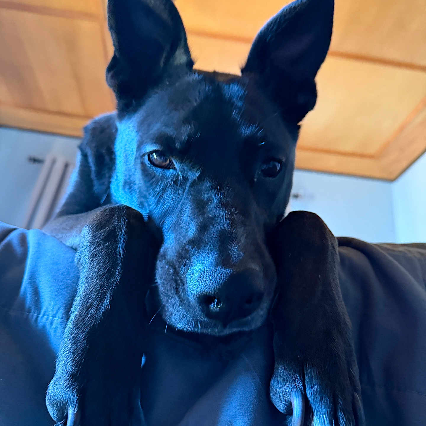 Maverick